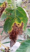TomatoEarlyBlight Dataset project thumbnail