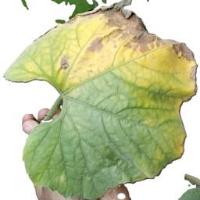 Plant Diseases Detection1 project thumbnail