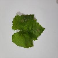 Niphad Grape Leaf Disease Datase project thumbnail