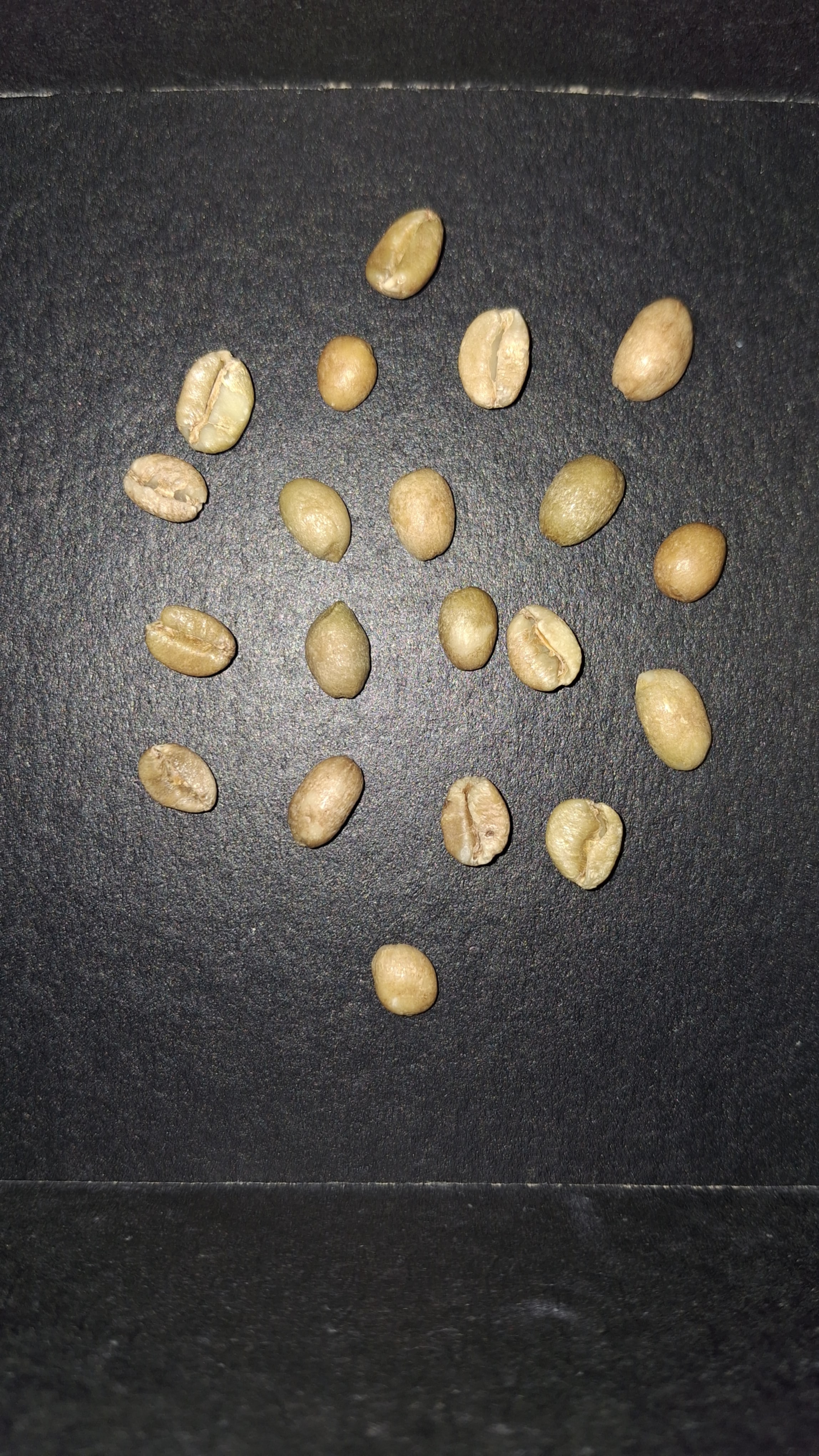 Greencoffeebeandefectdetection Excelsa Object Detection Dataset By