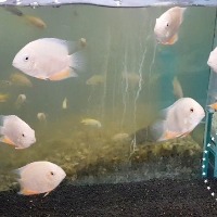 red spot severum / frontosa project thumbnail