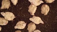 Ayam Detection project thumbnail