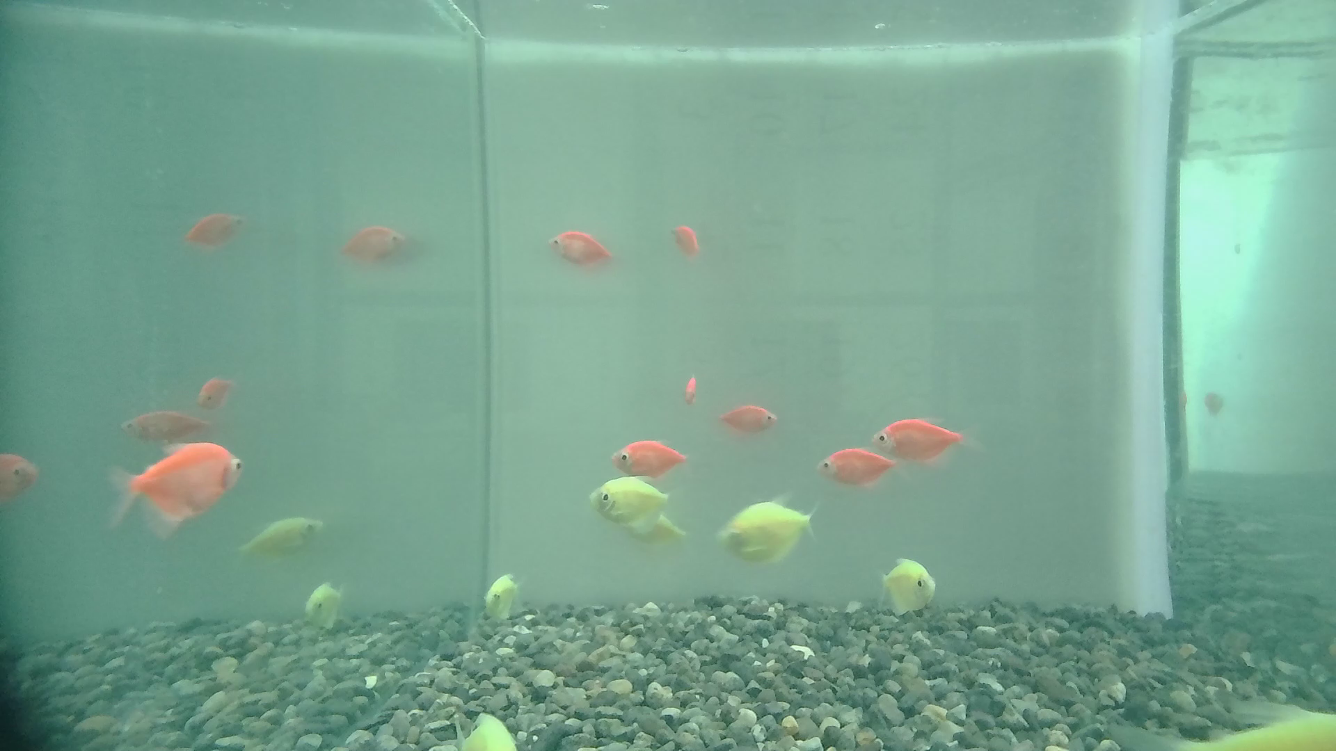 fish Object Detection Dataset by temp
