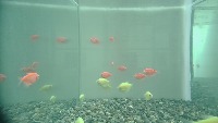 fish project thumbnail