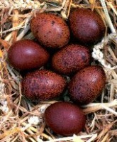 Egg Detection -2 Colors project thumbnail