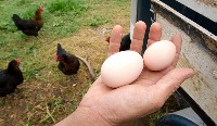 Egg Detection project thumbnail