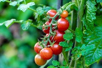  cherry and tomatoes project thumbnail