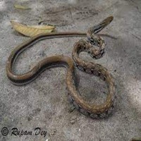 snakesSegmentation project thumbnail