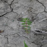 Final Weed Detection model project thumbnail