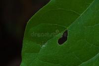 Detector_plantas project thumbnail