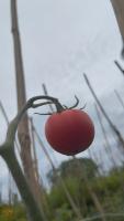 Tomato Ripe and On Tree project thumbnail