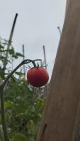 Ripe tomatoes project thumbnail