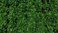 weed detection project thumbnail
