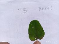 leaf  project thumbnail