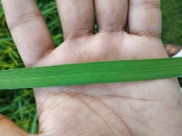 Rice Leaf Detection project thumbnail