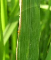 Rice disease 3 project thumbnail