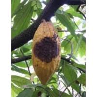 Blackpod Cocoa Sev. Segmentation project thumbnail