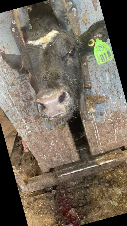 Cattle Face DataSet Object Detection Dataset by horndetection
