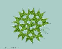 pediastrum duplex project thumbnail
