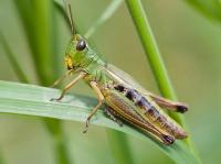 pest detection project thumbnail