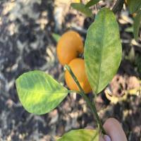Lemon hlb disease project thumbnail