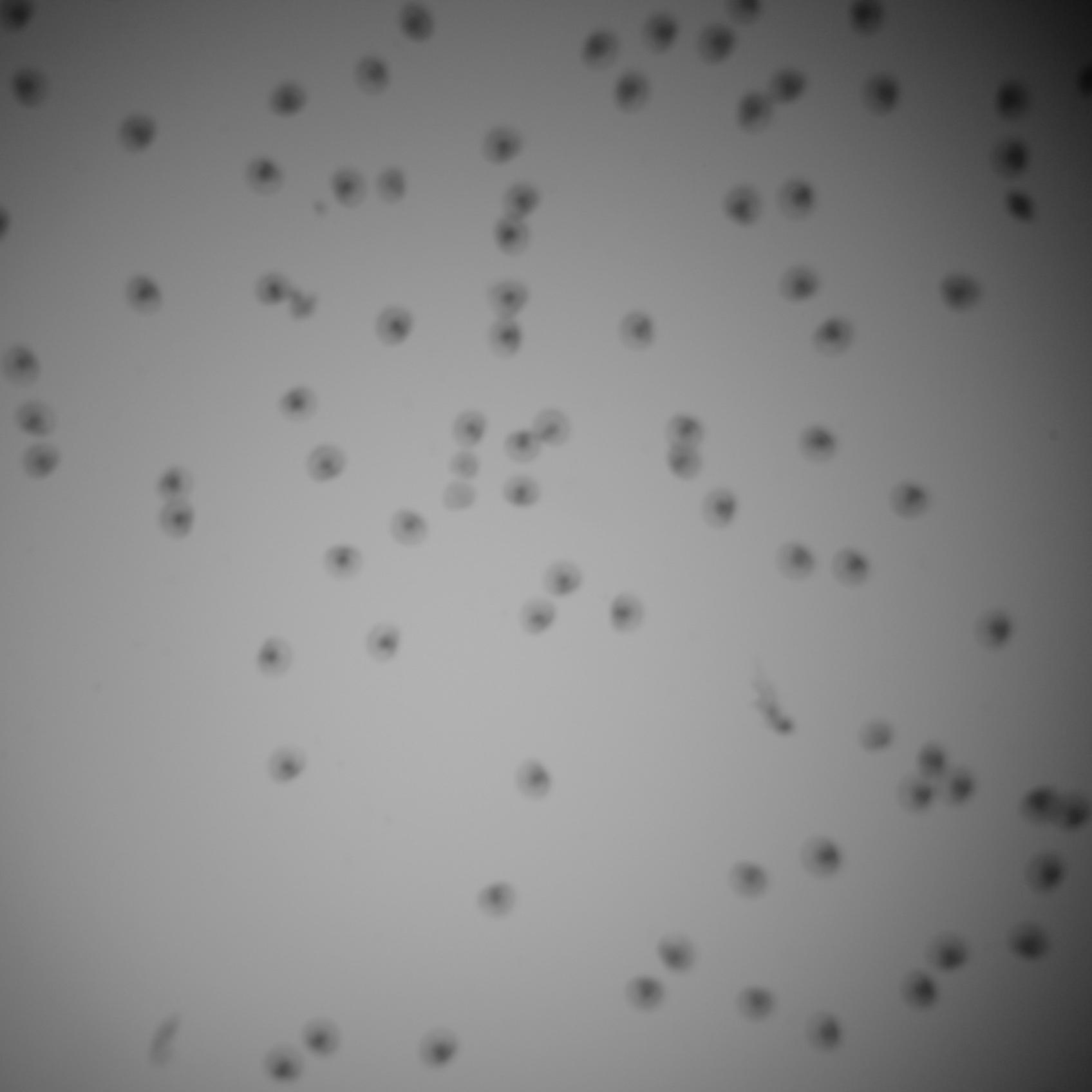 10x V2 Object Detection Model by Test