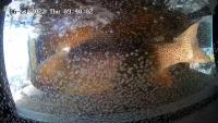 MITSG-Teton-Trout project thumbnail