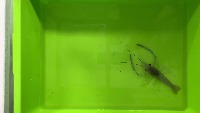 Latest Prawns project thumbnail