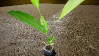 Turmeric-Detection project thumbnail
