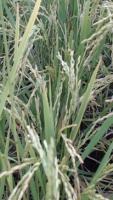 Rice Growth Monitoring project thumbnail