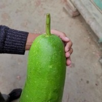 Bottle Gourd Test project thumbnail