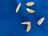 Garlic project thumbnail