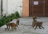 Stay away from monkeys project thumbnail