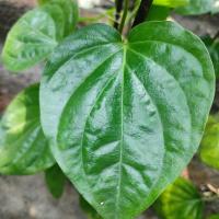 BETEL LEAF project thumbnail