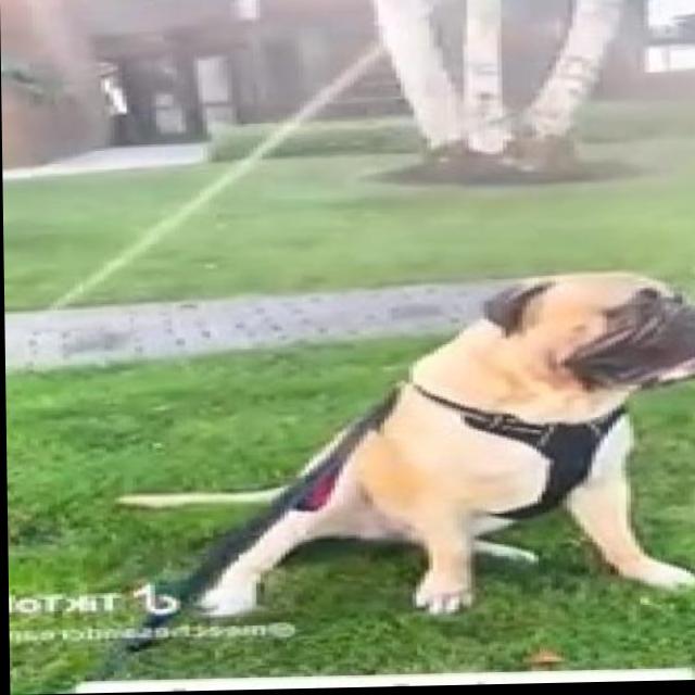 Dog auto dataset Object Detection Dataset by trungtran