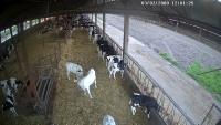 24_h_cows_video project thumbnail