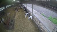 cows_yolo_video project thumbnail