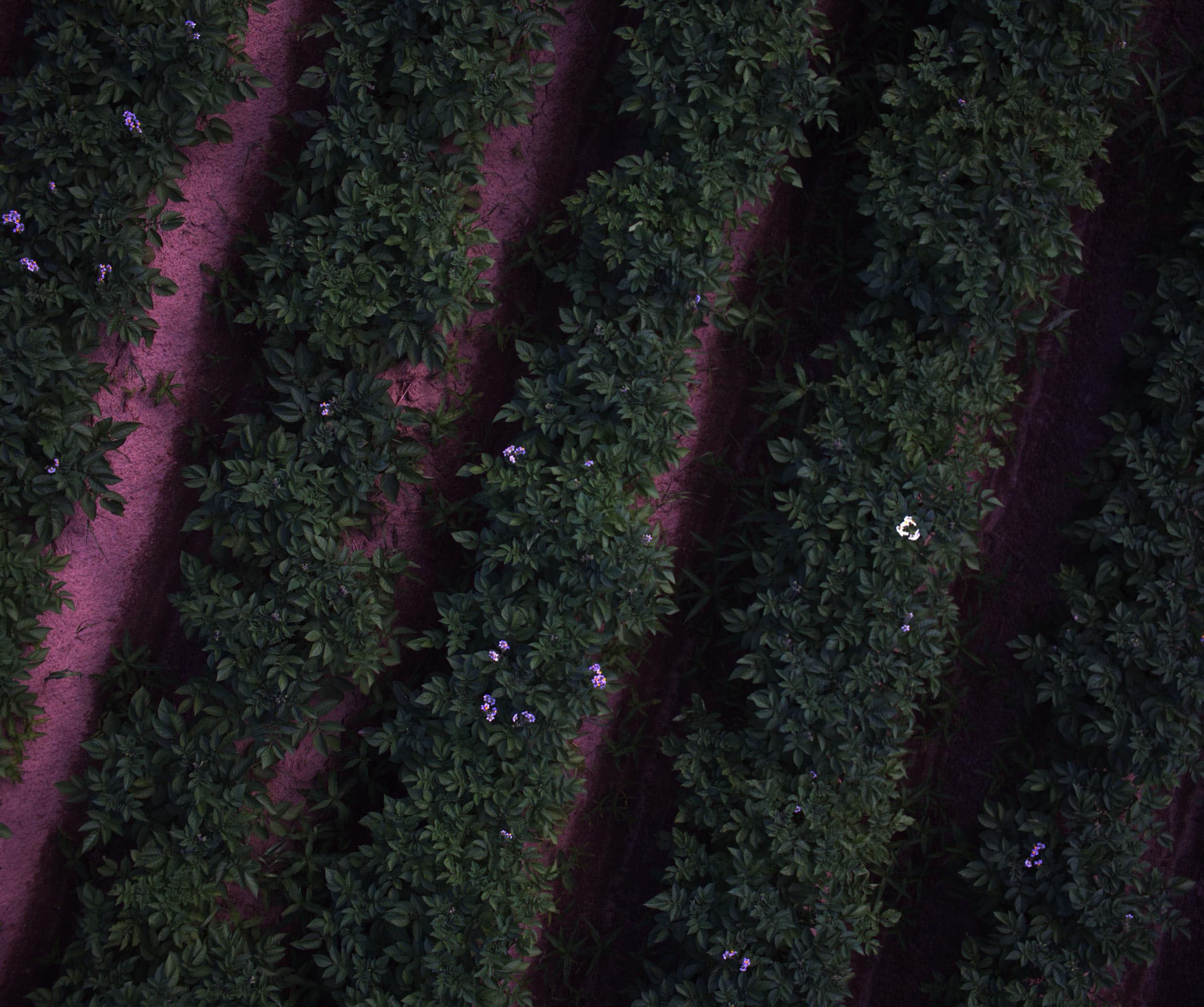 Indigo-2025-with-mix Object Detection Dataset by DG computer vision