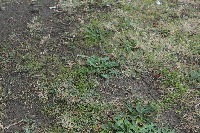 WeedDetection project thumbnail
