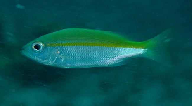 Model Scan Fish LargeFishData Object Detection Model by YOLOv5