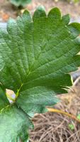 Plant_Disease_Detector_v1 project thumbnail