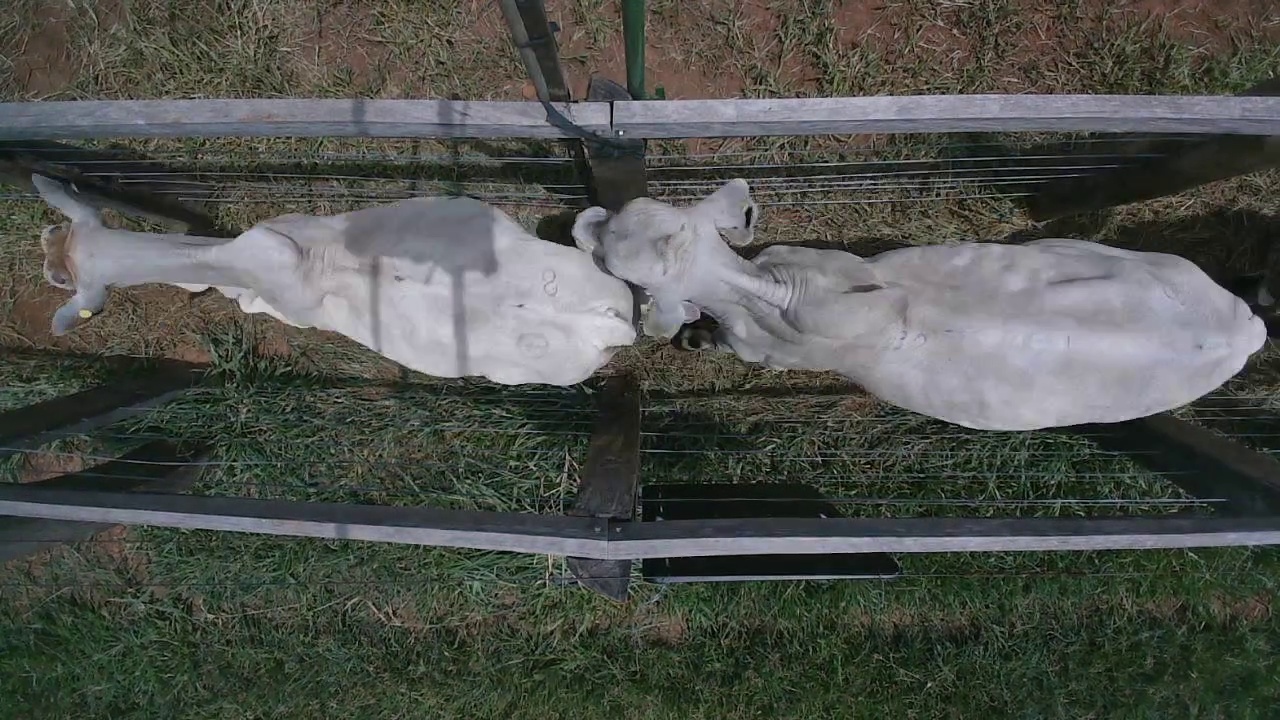 Cattle Detection Object Detection Dataset by Cattle