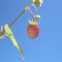 strawberry project thumbnail
