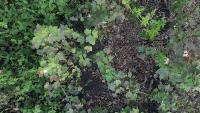 Leaf-Detection project thumbnail
