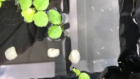 baby fish project thumbnail
