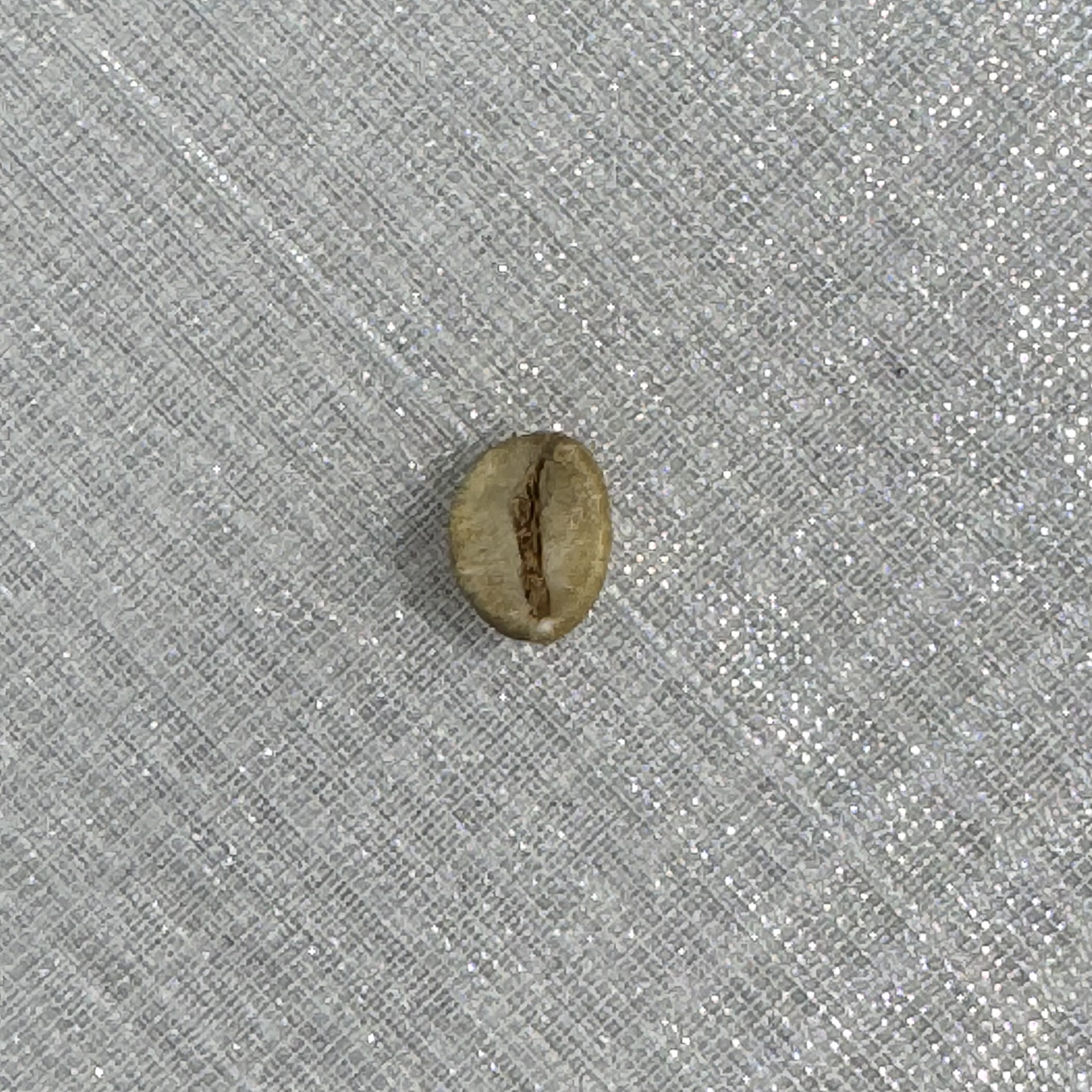 Gcb Classification V1 Classification Dataset By Green Coffee Bean