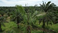DATASET POHON project thumbnail
