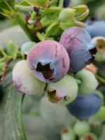 blueberry-detection project thumbnail