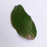 Tea Leaf project thumbnail