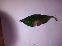 Tea Leaf Disease project thumbnail